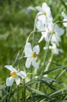 Narcissus - Actaea Poeticus.