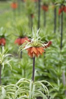 Fritillaria imperialis 'Argenteovariegata' - Crown imperial