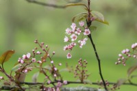 Prunus padus 'Colorata' - Bird cherry tree blossom