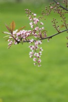 Prunus padus 'Colorata' - Bird cherry tree blossom