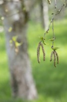 Betula ermanii - Erman's Birch tree catkins