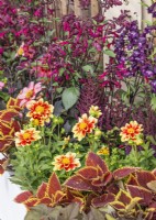 Annual mix in plant container, summer August