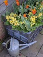 Container planting with Tulips and Primulas and watering can May Spring