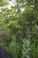 The Place2Be Securing Tomorrow Garden, with  woodland  planting such as Baptisia x variicolor 'Twilite', Cirsium rivulare 'Atropurpureum' and Salvia around multi-stem tree