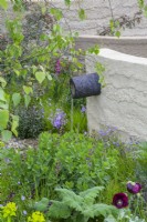 Water feature with ceramic pipe set into clay-rendered wall with planting of Papaver somniferum 'Lauren's Grape', opium poppy, with baptisia and campanulas in The Mind Garden, RHS Chelsea Flower Show 2022, Gold Medal
