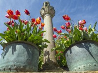 The Scottish Sundial and metal containers with mixed tulips Old Vicarage Gardens  East Ruston Norfolk