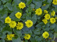 Ranunculus ficaria 'Flore Pleno' Mid April Norfolk