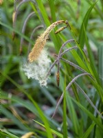 Carex pendula - Drooping Sedge  shedding pollen late April