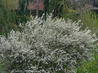  Spiraea 'Arguta'  in flower Mid April   Norfolk