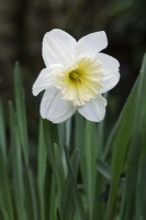 Narcissus 'Ice follies - April