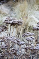 Frosted hylotelephium seedheads in January