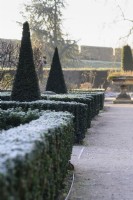 Central path framed by frosted hedges of Euonymus japonicus 'Green Spire' in the East Garden at The Bishop's Palace, Wells in January.