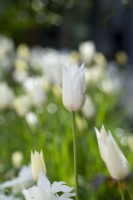 Tulipa 'White Triumphator' - Lily Flowered Tulip