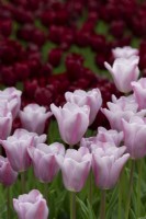 Tulipa 'Mistress Mystic' - Triumph Tulip