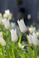 Tulipa 'White Triumphator' - Lily Flowered Tulip