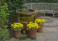 Primula display and seating at East Ruston Old Vicarage Gardens, Norfolk, UK.