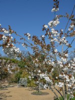 Prunus 'Tai Haku' - Cherry 'Tai Haku'  Mid April Spring