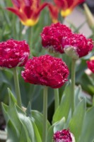 Tulipa 'Qatar' - Double fringed tulip