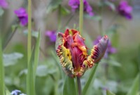 Tulipa 'Rasta Parrot' - Tulip