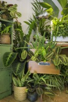 Easy to care for houseplants in home-office including Maranta and Sansevieria -The Grass is Greener Where You Water It Studio
