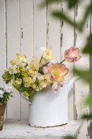 Spring arrangement in white enamel watering can with Tulips; Narcissus, Primula veris and Viburnam opulus on wooden stool