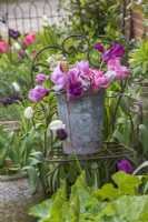 Cut Pink and purple Tulips in metal bucket on rusty chair in garden