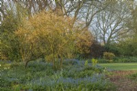 View of Cornus mas and Cornus alba 'Buds Yellow' with fresh new leaf growth in an informal country cottage garden in Spring - April