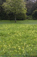 Primula veris - Cowslips naturalised in grass within formal lawn