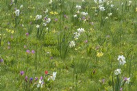 Mixed spring bulbs - species tulips and Narcissus  naturalised in lawn - with Muntjac damage