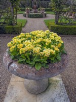 Spring container display with primulas large ornate pots. East Ruston Old Vicarage garden Norfolk
