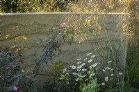 Planting of  Stipa gigantea, opium poppies, ox-eye daisies and Rosa glauca against sculptural wall in The Mind Garden,  RHS Chelsea Flower Show 2022 - Gold Medal