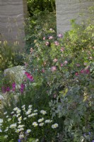  Rosa glauca, Stipa gigantea and Gladiolus byzantina with ox-eye daisies - The Mind Garden, RHS Chelsea Flower Show 2022 - Gold Medal
