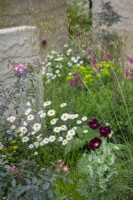 Soft mixed planting of grasses, Papaver somniferum 'Lauren's Grape, opium poppy, in combination with ox-eye daisies, anchusa and campanula in The Mind Garden, RHS Chelsea Flower Show 2022- Gold Medal