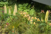 Lupinus 'Cashmere Cream' with Iris 'Kent Pride',  Alstroemeria 'Anjou' and foliage of Luzula nivea - The New Blue Peter Garden - Discover Soil, RHS Chelsea Flower Show 2022