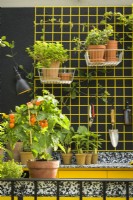 Repotting workstation with tools and pots on yellow rack against black wall  - The Potting Balcony Garden
