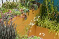 A balcony garden has large containers planted with succulent plants, pine, eucalyptus and honey spurge.- The Blue Garden