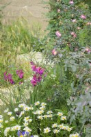  Border with Rosa glauca, Stipa gigantea and Gladiolus byzantina - The Mind Garden, RHS Chelsea Flower Show 2022 - Gold Medal