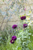 Papaver somniferum 'Lauren's Grape, opium poppy, in combination with ox-eye daisies, anchusa and campanula in The Mind Garden 