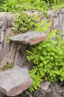 Overgrown dry stonewall and step
- A rewilding Britain Landscape. Gold Medal and Best in Show 
