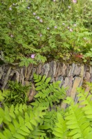 Detail with wild geranium and fern overgrowing dry stonewall
- A rewilding Britain Landscape.Gold Medal and Best in Show  