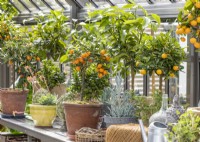 Citrus standard in the glasshouse, summer July