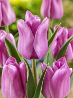 Tulipa Single Late Fresh Start, spring May