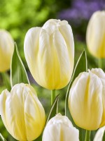Tulipa Triumph Happy People, spring April