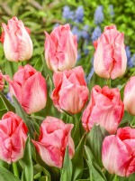 Tulipa Triumph Pink Dream, spring May