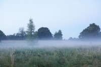 Morning mist over field. Summer.