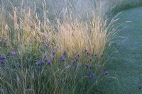 Centauria with grasses. Summer.