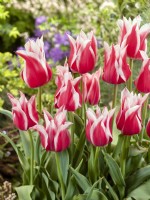 Tulipa Lily Flowered Ballade Rood, spril April