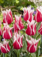 Tulipa Lily Flowered Ballade Rood, spril April