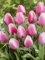 Tulipa Single Late Magnum Beauty, spring May