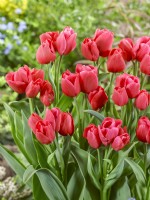 Tulipa Triumph Steve Carlin, spring May